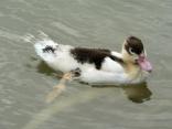 A plump Leicester Canal Duck