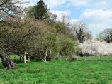 Beautiful area within Blenheim Great Park.