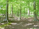 Bush Copse, South Oxfordshire.