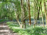 Kitesgrove Woods, South Oxfordshire.