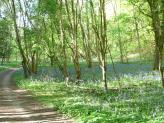 Kitesgrove Woods, South Oxfordshire.