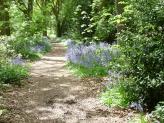 Ridgeway Bluebells, South Oxfordshire.
