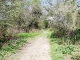 The path leading towards Northchurch Common.