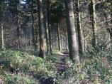 Wendover Woods looking a bit bleak.
