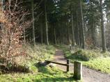 Wendover Woods track junction.