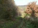 Tree-lined walking path at Wendover Woods.