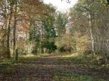 Wendover Woods quite broad leafy track.