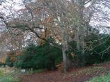 Wendover Woods at the highest point in the Chilterns, England