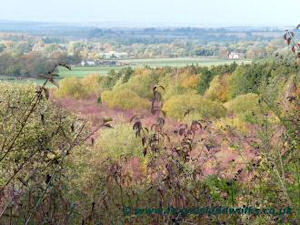 Cowleaze Wood, Pyrton Hill, Aston Rowant Ridgeway Trail Walks England.